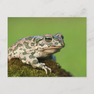 Cartão Postal Sapo-verde-europeu