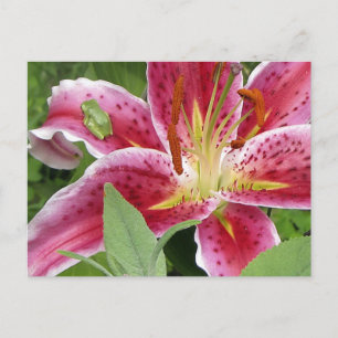 Cartão Postal Sapo Verde Pequeno no Stargazer Lily