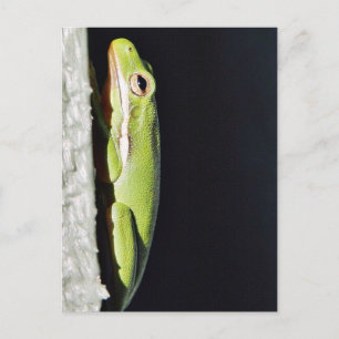 Cartão Postal Sapo Verde Sapo Anfíbio Na Parede