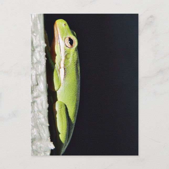 Cartão Postal Sapo Verde Sapo Anfíbio Na Parede (Frente)
