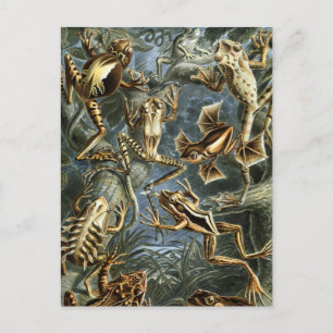 Cartão Postal Sapos