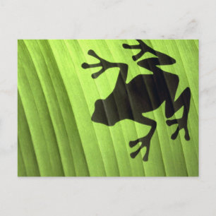 Cartão Postal Sapos