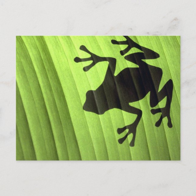 Cartão Postal Sapos (Frente)