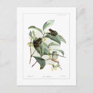 Cartão Postal Sapos de árvore