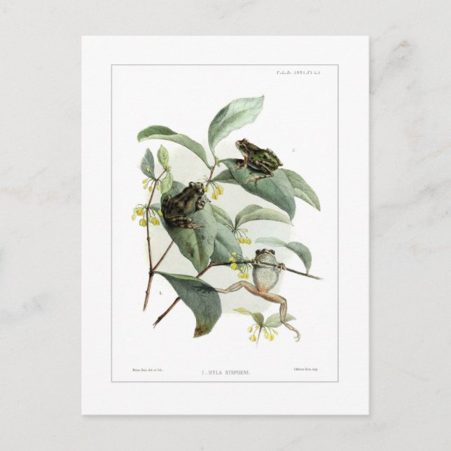 Cartão Postal Sapos de árvore (Frente)