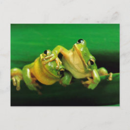 Cartão Postal Sapos engraçados