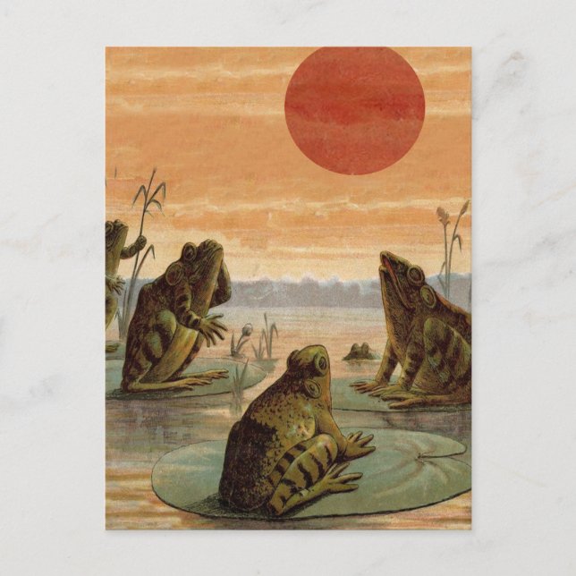 Cartão Postal Sapos Lily Pads Ilustração da Lua (Frente)