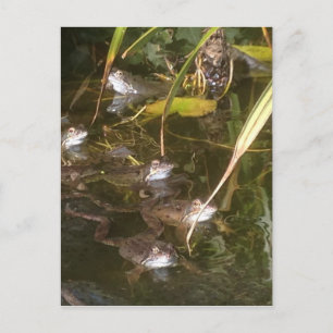 Cartão Postal Sapos, Sapos e mais Sapos