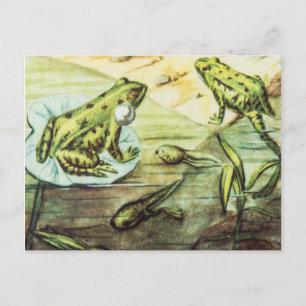 Cartão Postal Sapos Verdes, Ilustração Animal