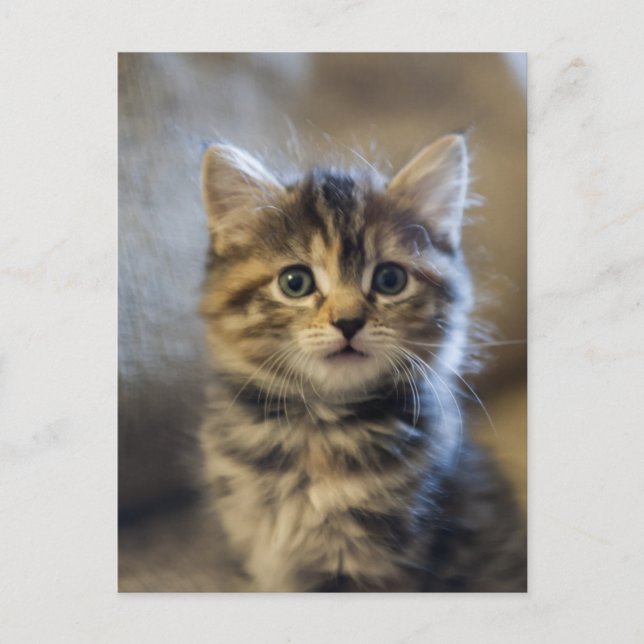 Cartão Postal Sapphire (Frente)