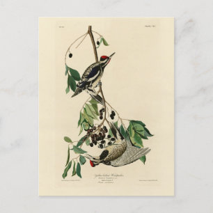 Cartão Postal Sapsucker de barriga amarela, Aves de Audubon da A