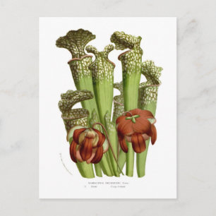 Cartão Postal Sarracenia drummundi