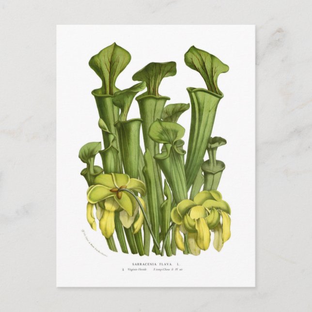 Cartão Postal Sarracenia flava (Frente)