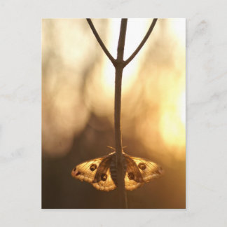 Cartão Postal Sarurnia pavonia