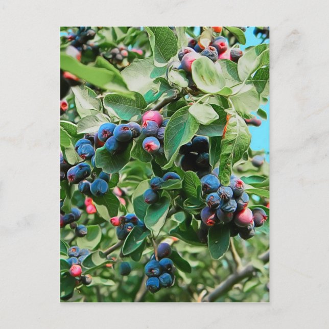 Cartão Postal Saskatoon (Frente)