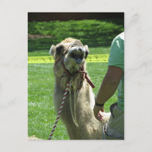 Cartão Postal Sassy Camel