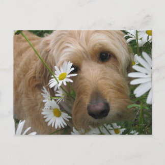 Cartão Postal Sassy Girl