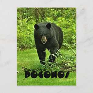 Cartão Postal Saudação do Urso Negro do Quintal Poconos