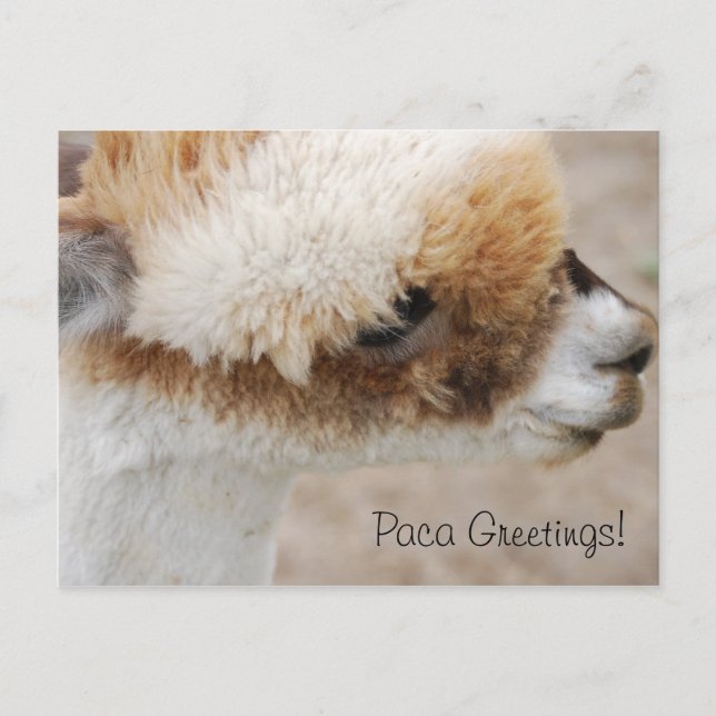 Cartão Postal Saudações Alpaca! (Frente)