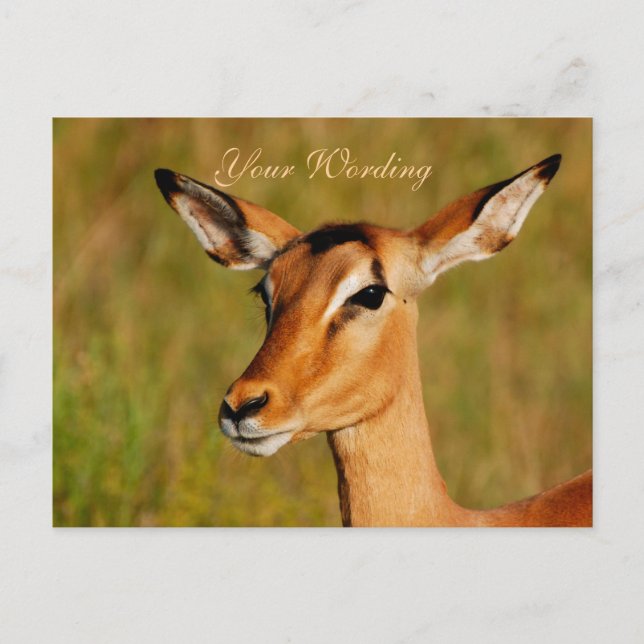 Cartão Postal Saudações aos animais Impala safari (Frente)