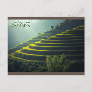Cartão Postal Saudações - Camboja - Campo de arroz