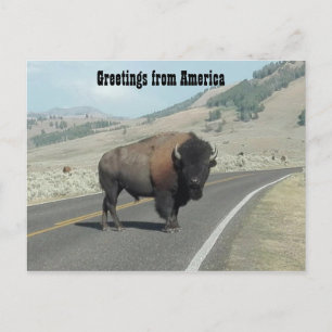 Cartão Postal Saudações da América - Bison