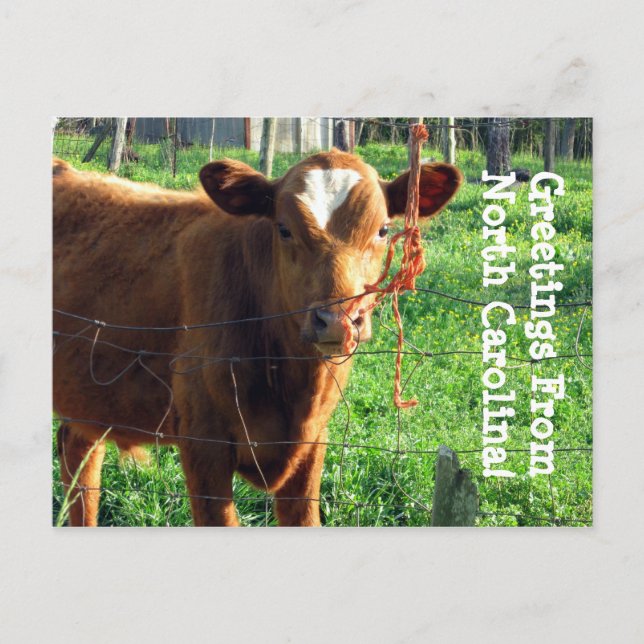 Cartão Postal Saudações Da Carolina Do Norte! (Frente)