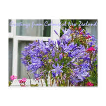 Saudações da Nova Zelândia