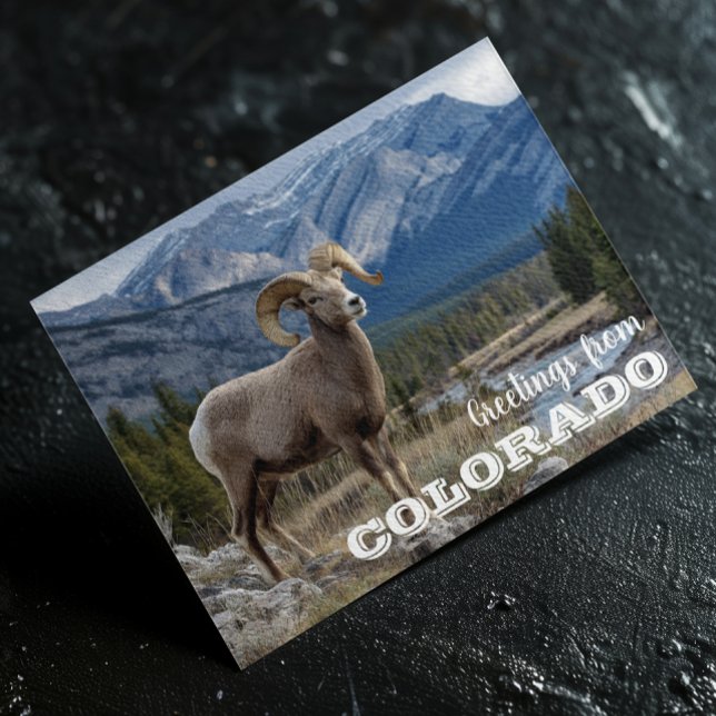 Cartão Postal Saudações das ovelhas do Colorado Bighorn (Criador carregado)