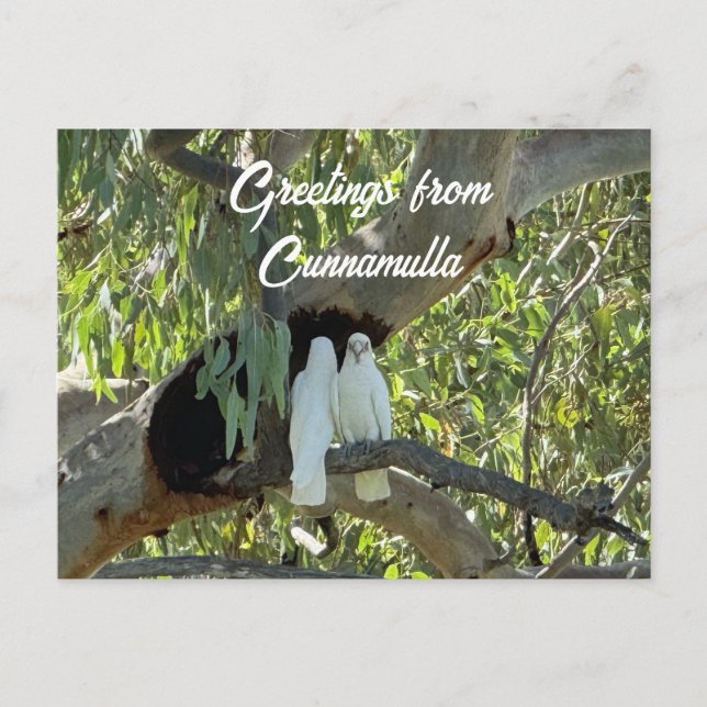 Cartão Postal Saudações de Cunnamulla  (Frente)