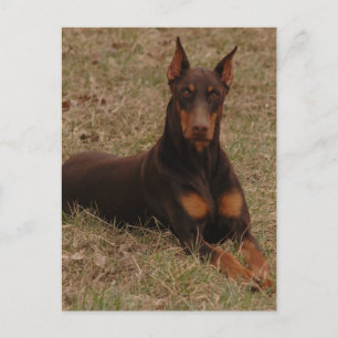 Cartão Postal saudações de doberman