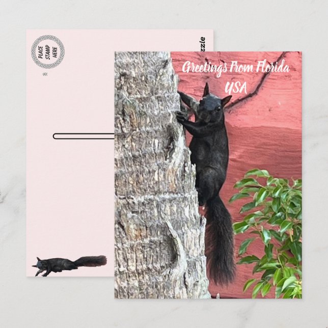 Cartão Postal Saudações De ... Esquilo Preto (Frente/Verso)