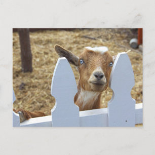 Cartão Postal Saudações de Goat
