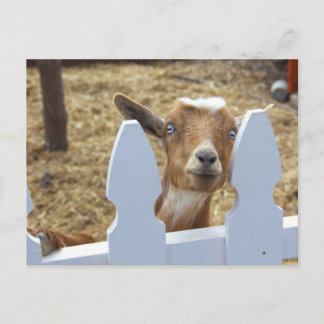 Cartão Postal Saudações de Goat