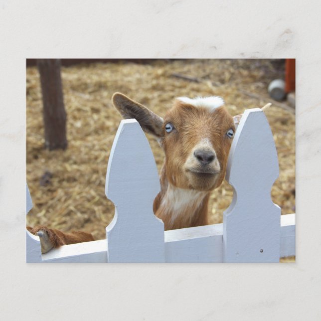 Cartão Postal Saudações de Goat (Frente)