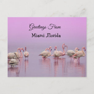 Cartão Postal Saudações de Miami, Flórida Pink Flamingo's