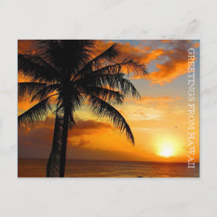 Cartão Postal saudações de sunset palm