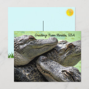 Cartão Postal Saudações Do Alligator Da Flórida