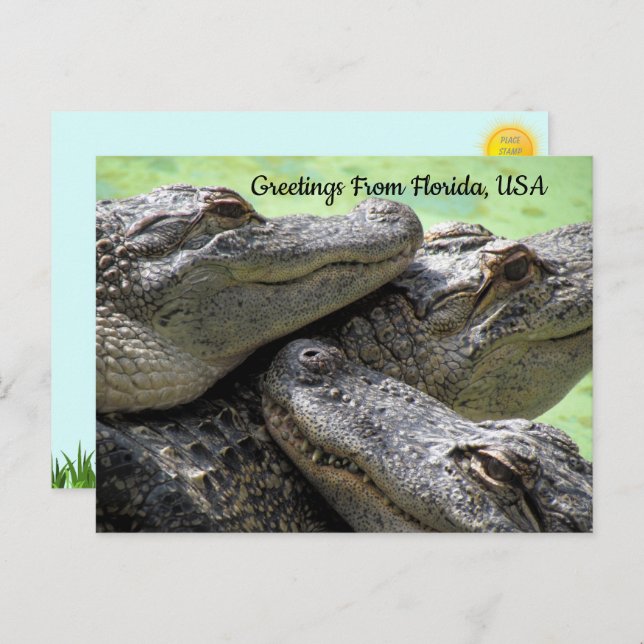 Cartão Postal Saudações Do Alligator Da Flórida (Frente/Verso)