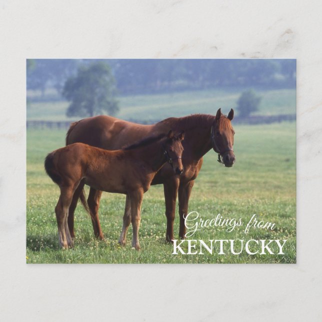Cartão Postal saudações do Kentucky (Frente)