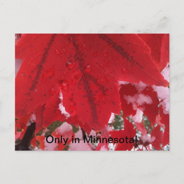 Cartão Postal Saudações do Minnesota (Frente)