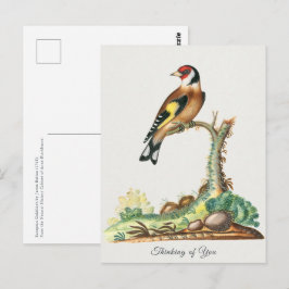 Cartão Postal Saudações do Pássaro Pintassilgo Vintage