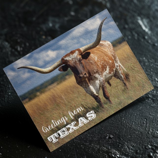 Cartão Postal Saudações do Touro Texas Longhorn (Criador carregado)