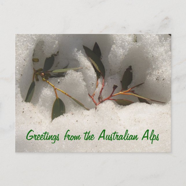 Cartão Postal Saudações dos Alpes australianos (Frente)