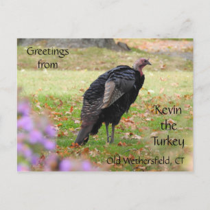 Cartão Postal Saudações Kevin The Turkey - Old Wethersfield ,
