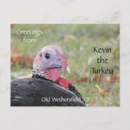 Cartão Postal Saudações Kevin The Turkey - Old Wethersfield , CT