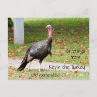 Saudações Kevin The Turkey - Old Wethersfield , CT