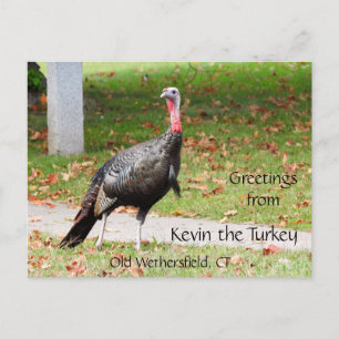 Cartão Postal Saudações Kevin The Turkey - Old Wethersfield , CT