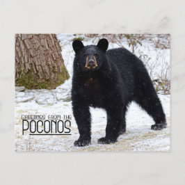 Cartão Postal Saudações! Urso Negro da Pensilvânia no inverno