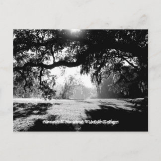 Cartão Postal Savannah